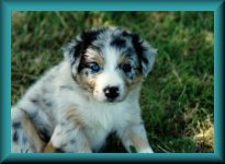 puppy pic