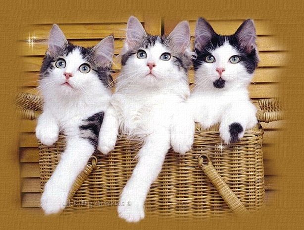 basketoflove