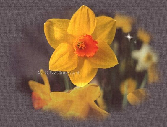 aprilshowers