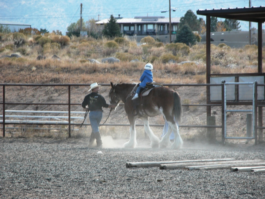 Prince the Clydesdale