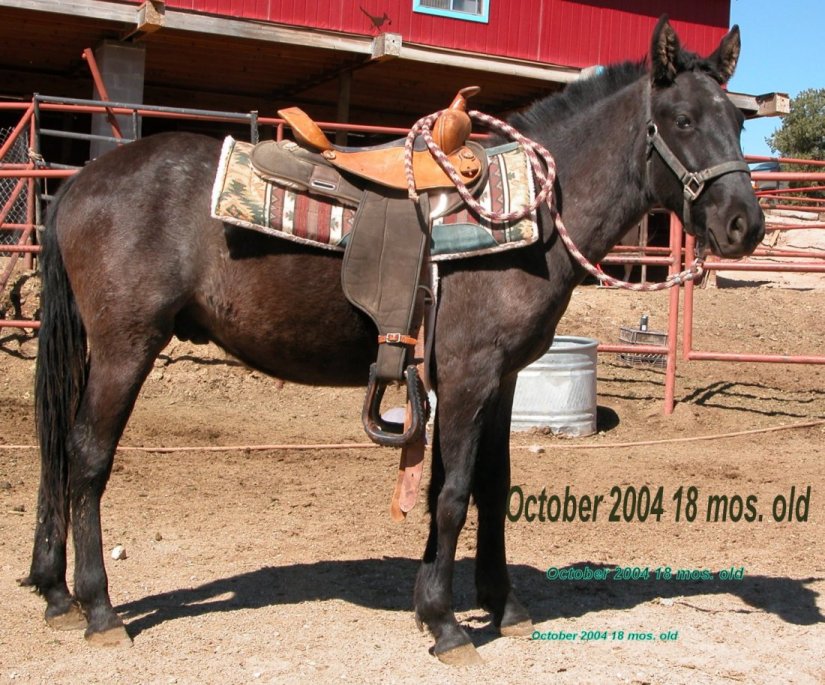 Moon Pie in October of 2004 Saddle Up!