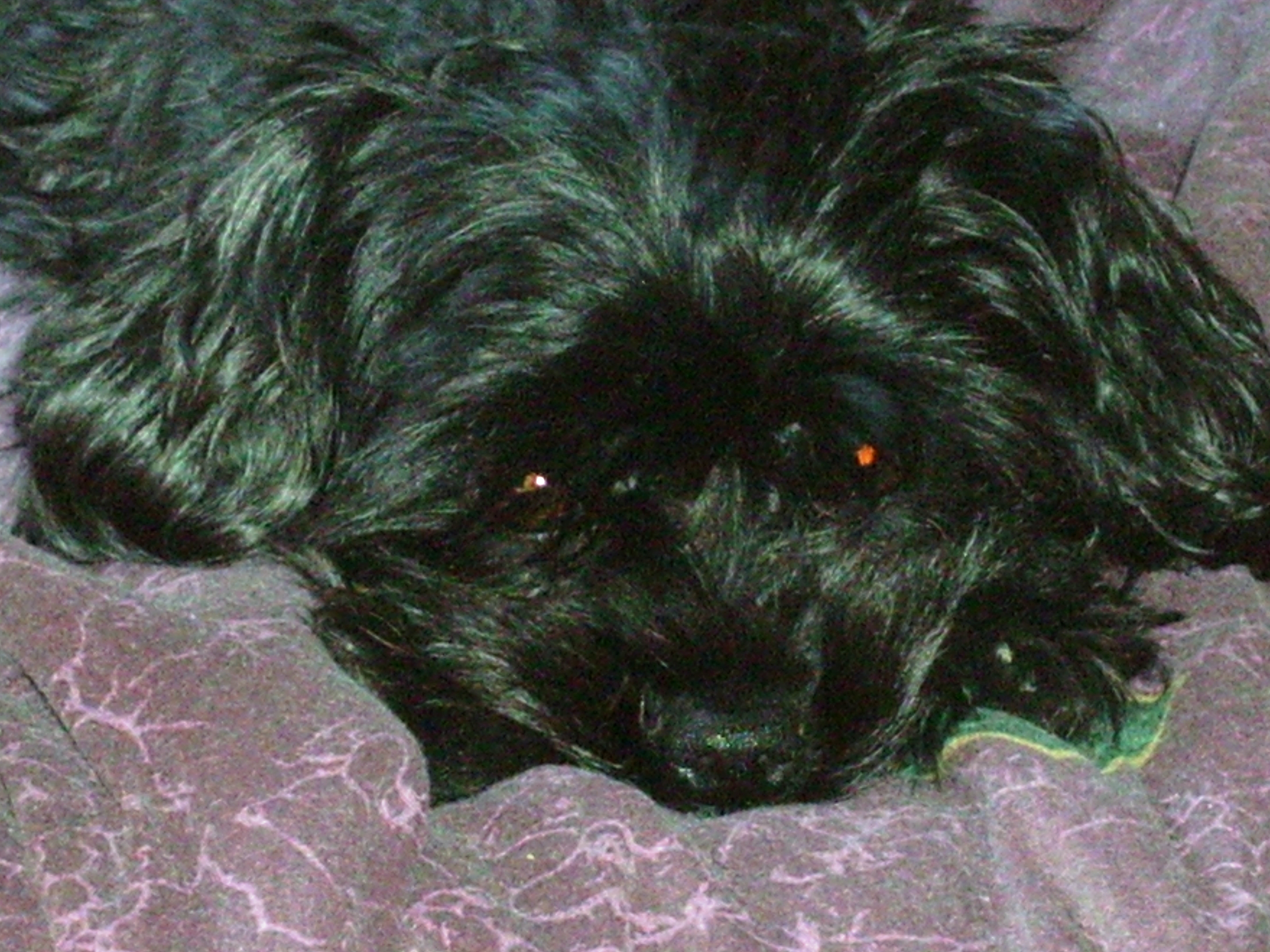 Muffy the Yorkapoo