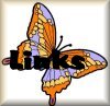/user/Butterflylinksbut.jpg