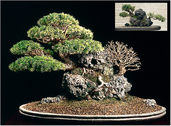 Bonsai Trees