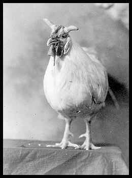 /user/chicken.jpg