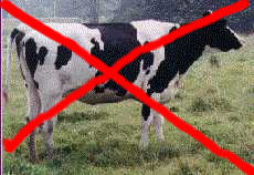 /user/cow.jpg
