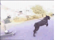 /user/lbanimdog.gif