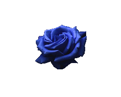 rosebloomin.gif