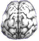 Silver Brain