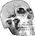 Silver Skull