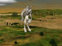 Wolf