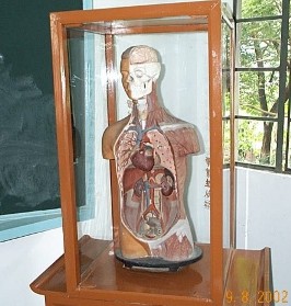 Anatomy