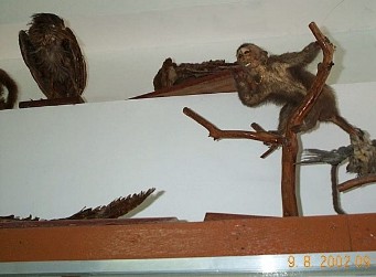 Ape