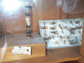 Termites