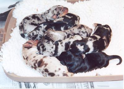 Litter of 7