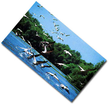 Danube Delta 5