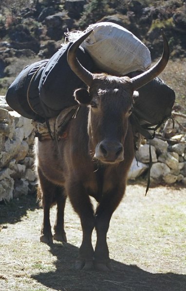 Laden yak at Phortse Tenga
