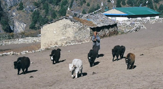 Baby yaks crossing potato field at Phortse