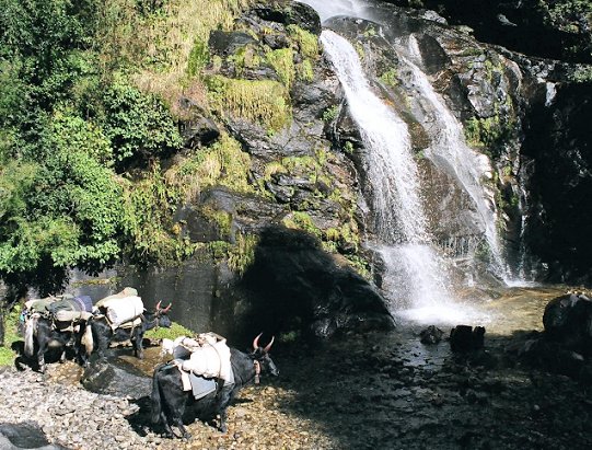 Yaks below Benkar