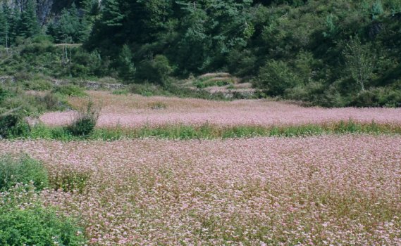 Fields of flowering buckwheat