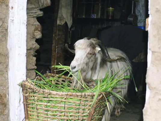 Household goat having lunch