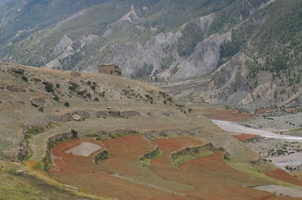 Fields of ripened buckwheat