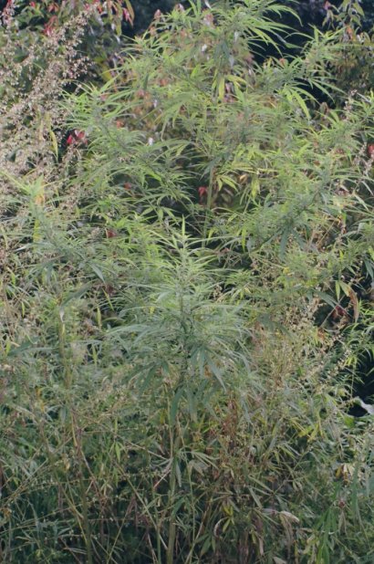 wild marijuana alongside the track