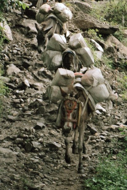 a typical mule train
