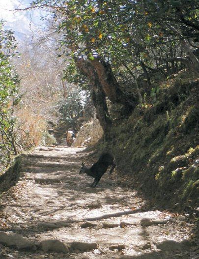 Musk deer crosses our path