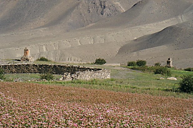 Buckwheat, chortens and hills of Mustang