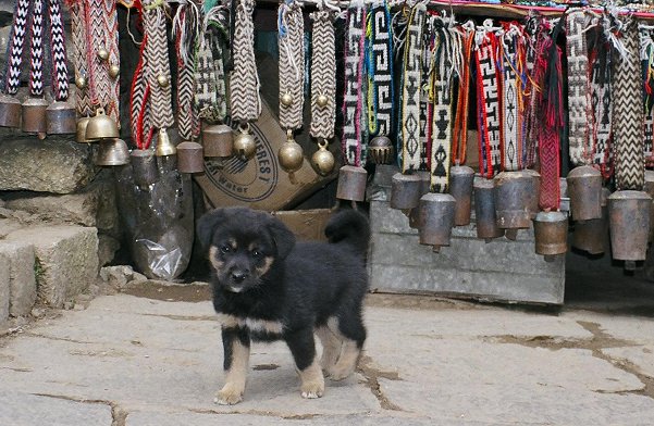 Puppy in Namche