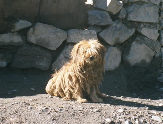 Dreadlocked dog - a Bob Marley fan?