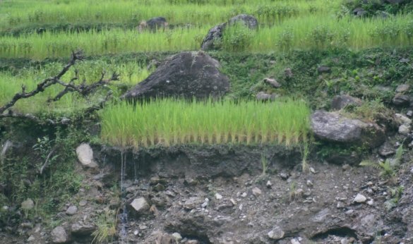 rice paddies