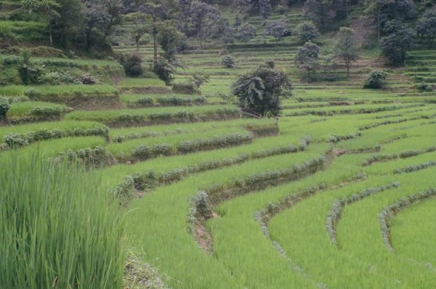 rice paddies