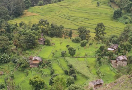 rice paddies