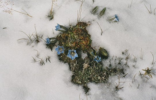  Gentians in the snow