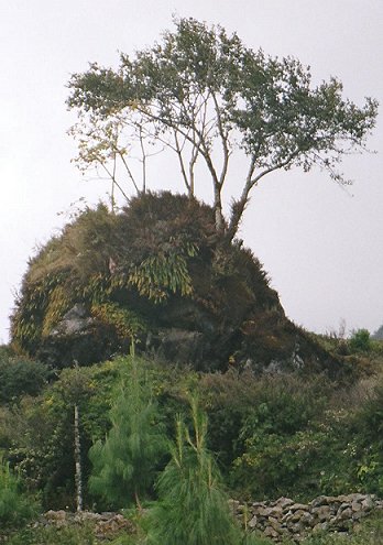 Tree growing on a rock