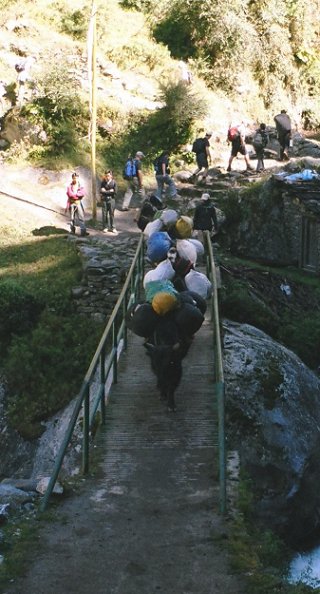 Yaks on a bridge