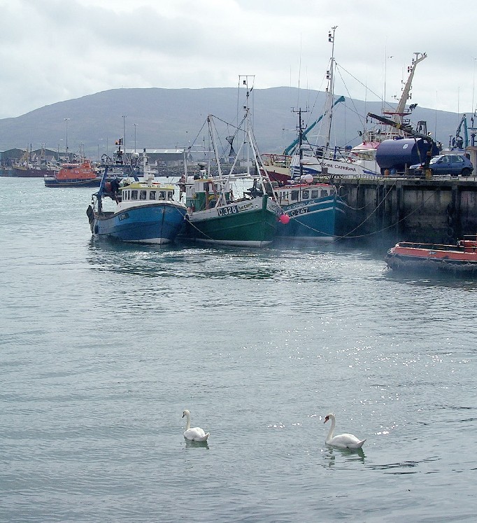 Adrigole harbor swans
