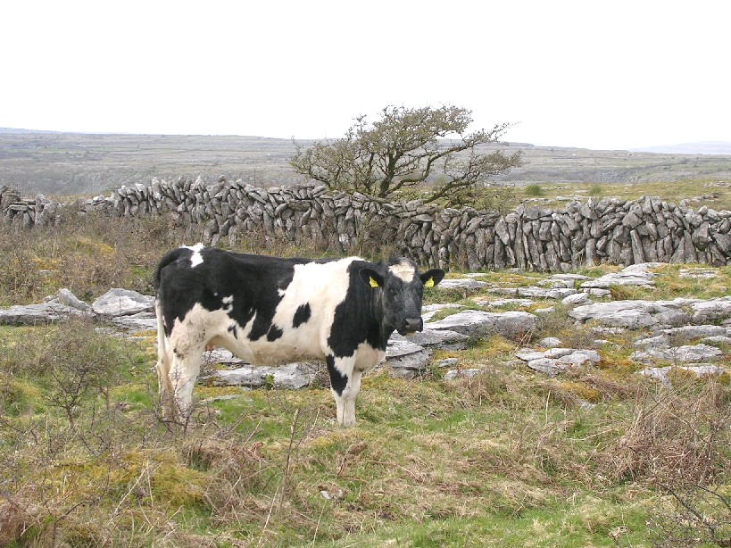 Burren Cow