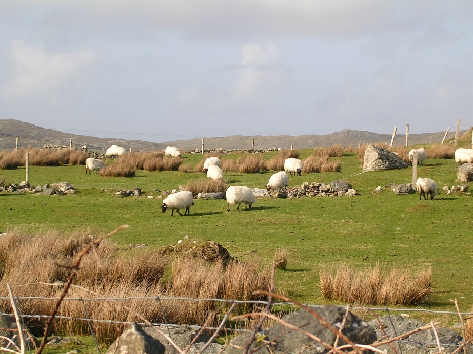 Clifden sheep