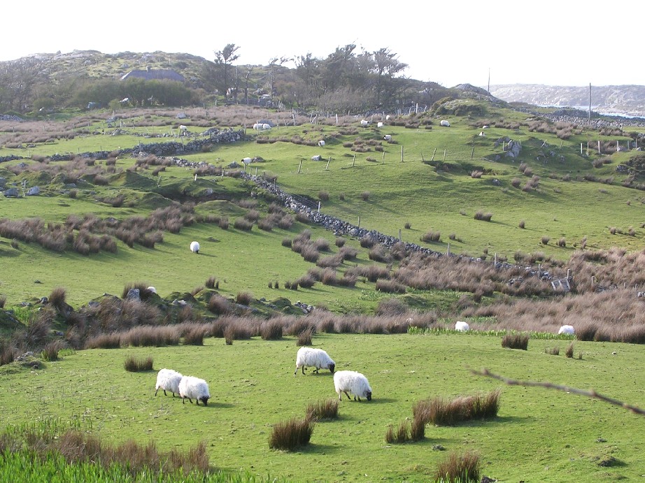 Clifden sheep pasture