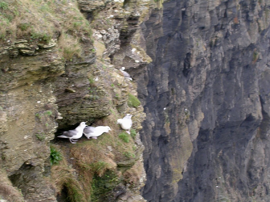 Kittywakes on Cliff