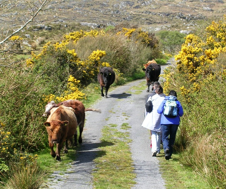Close encounter with livestock