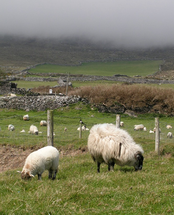 dingle sheep with foggy Mt Eagle