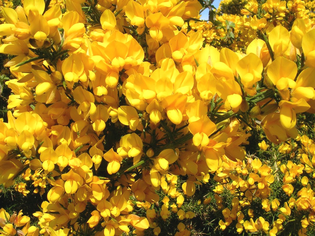 Irish Gorse