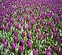 Toronto Spring 2003 thumbnail image