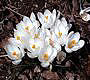 Southern Ontario Spring 2004 thumbnail image