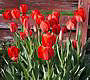 Toronto Spring 2005 thumbnail image