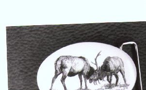 Big Horn Sheep